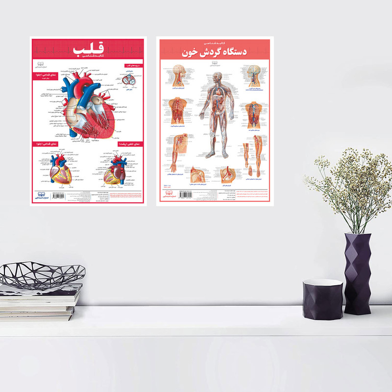 پوستر آموزشی انتشارات اندیشه کهن مدل کالبدشناسی قلب و گردش خون مجموعه 2 عددی