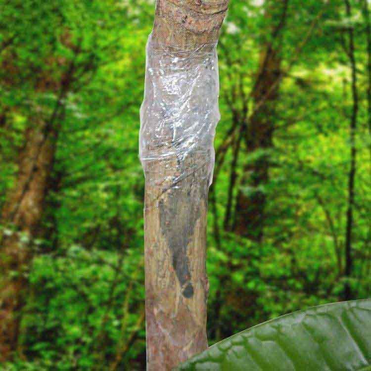 نوار پیوند مدل گلخانه ای KCO4cm طول 500 متر