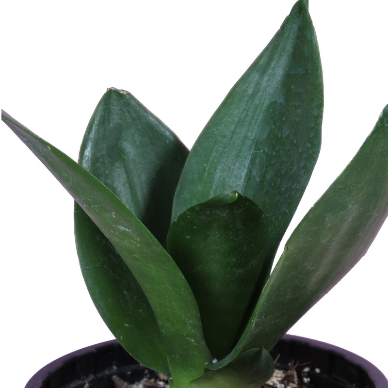 گیاه طبیعی سانسوریا کد AS-12 مجموعه 2 عددی گیاه طبیعی سانسوریا کد AS-12 مجموعه 2 عددی