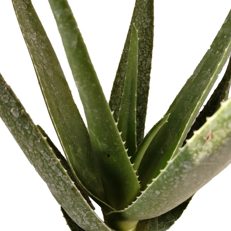 گیاه طبیعی آلوئه کد jf01