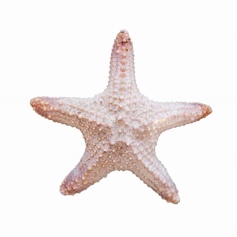 ستاره دریایی تزیینی مدل w5