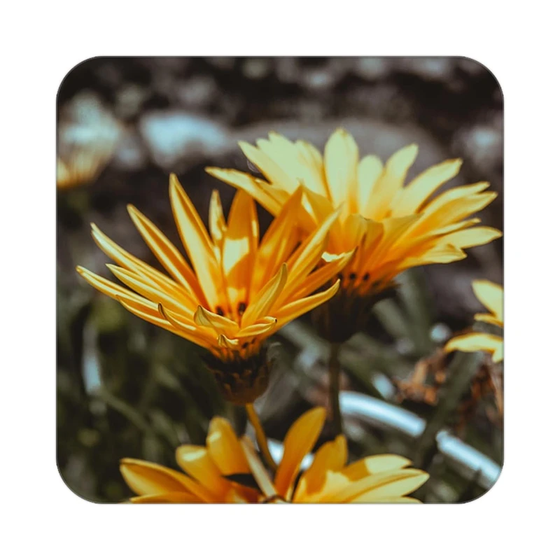 زیر لیوانی کاکتی طرح گل مدل mp18751