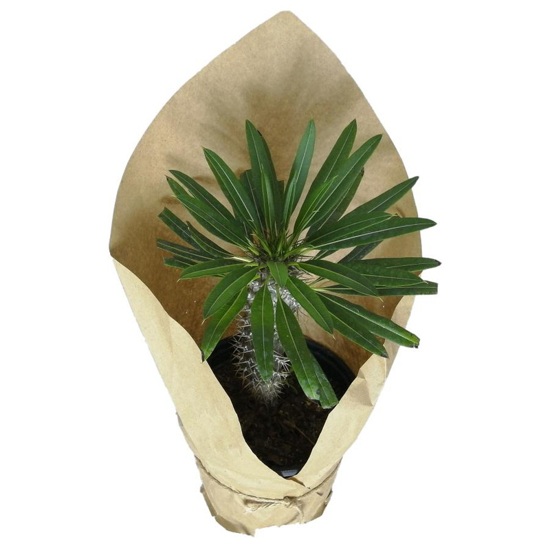 گیاه طبیعی نخل ماداگاسکار کد qq16