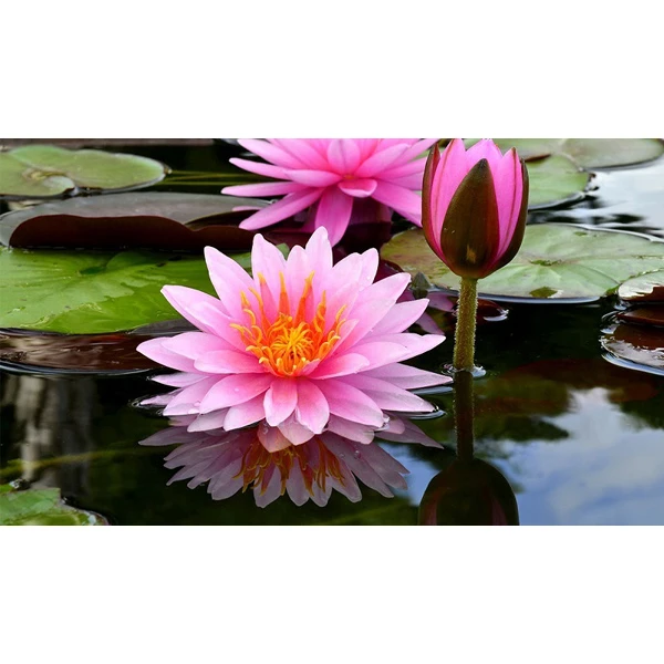 عکس شماره 3 : بذر نیلوفر آبی مدل 2025