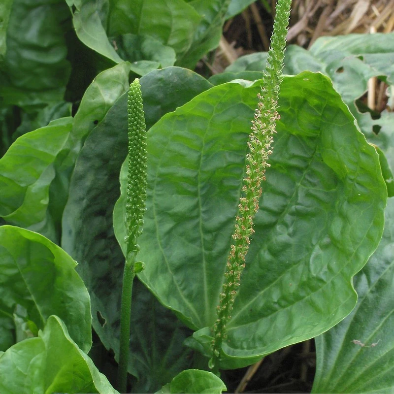 عکس شماره 3 : عرق گیاهی ترکیبی سلامت ریه فراسیون زبان بره ژیک – 1 لیتر