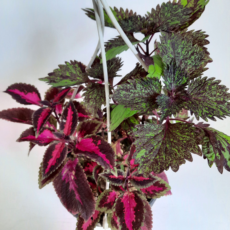 گیاه طبیعی حسن یوسف کد A