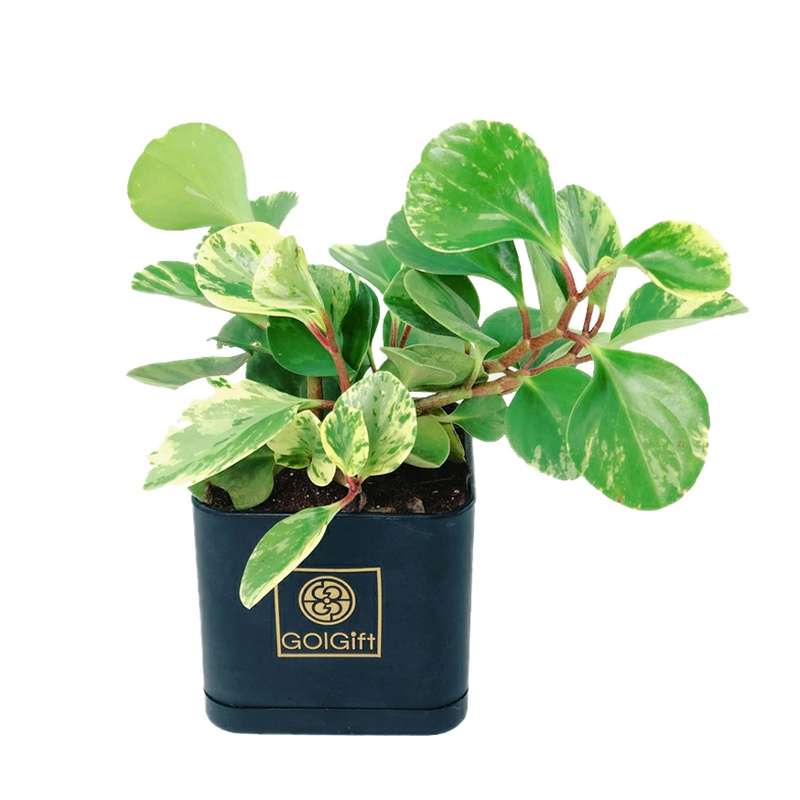 گیاه طبیعی قاشقی ابلق گل گیفت کد GP015 گیاه طبیعی قاشقی ابلق گل گیفت کد GP015