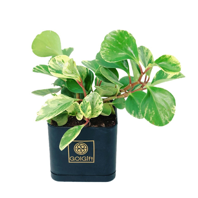 گیاه طبیعی قاشقی ابلق گل گیفت کد GP015 گیاه طبیعی قاشقی ابلق گل گیفت کد GP015