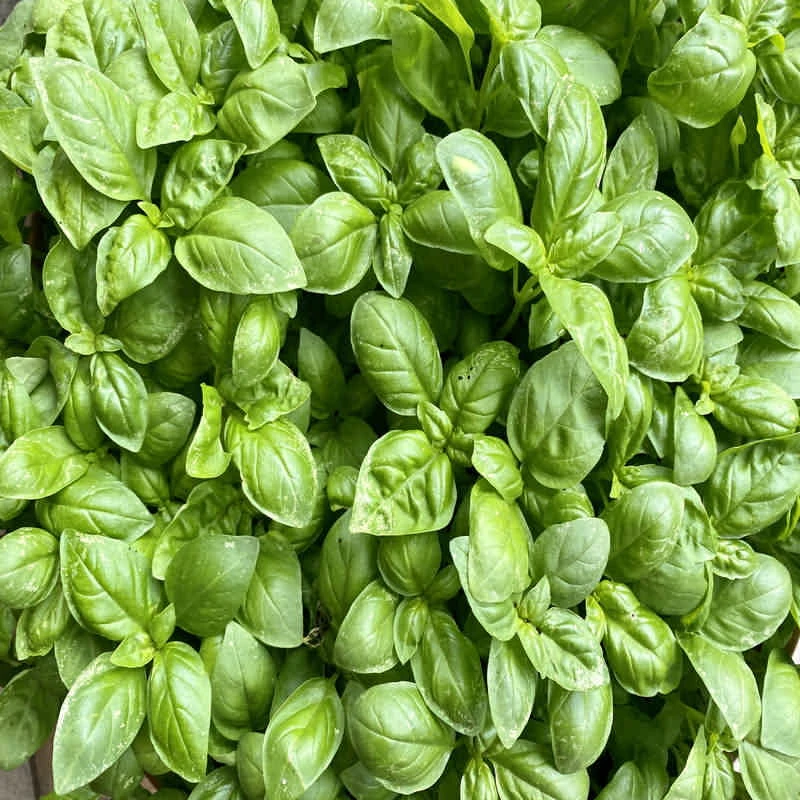 عکس شماره 4 : بذر ریحان سبز مدل bz18266