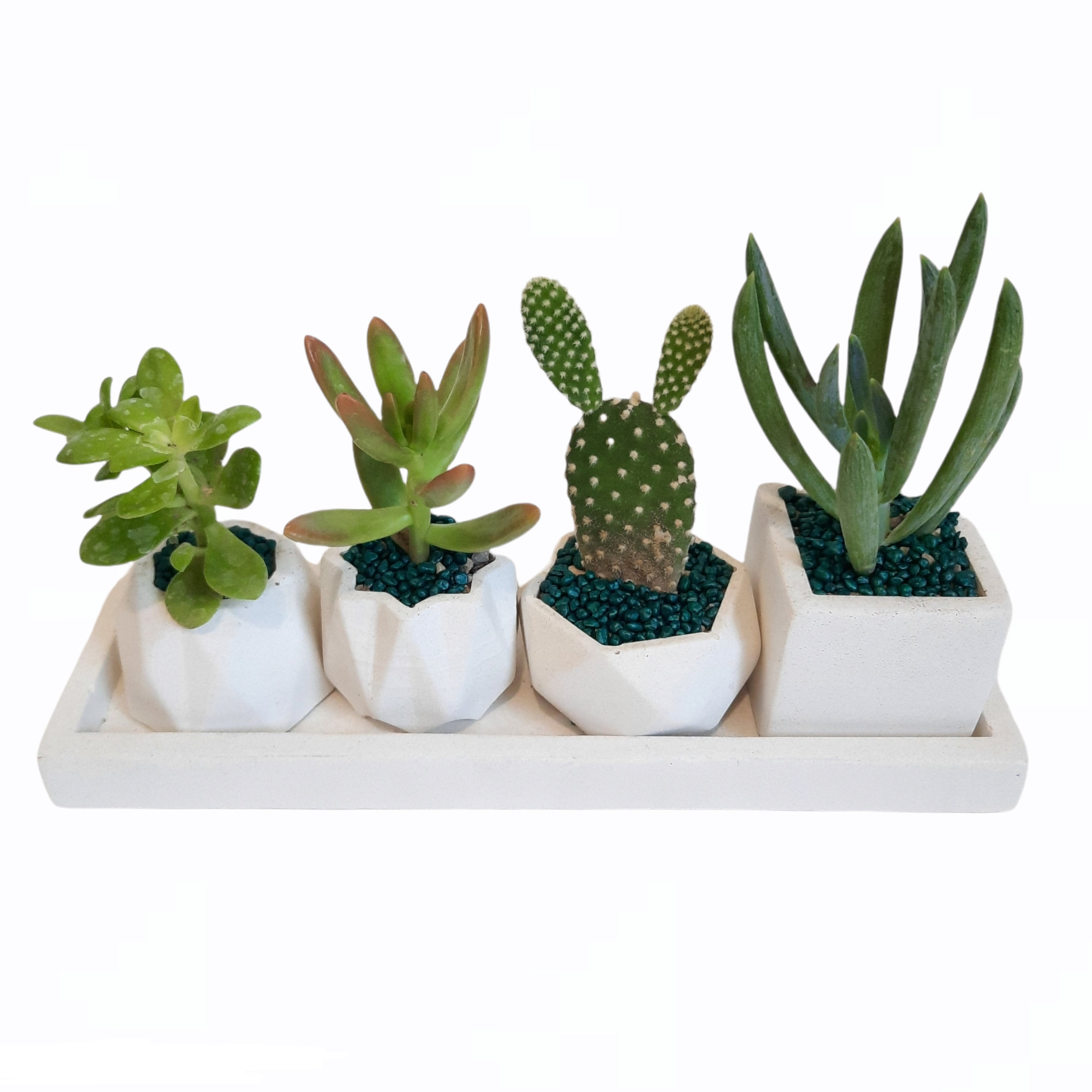 گیاه طبیعی ساکولنت و کاکتوس کد 135 مجموعه 4 عددی