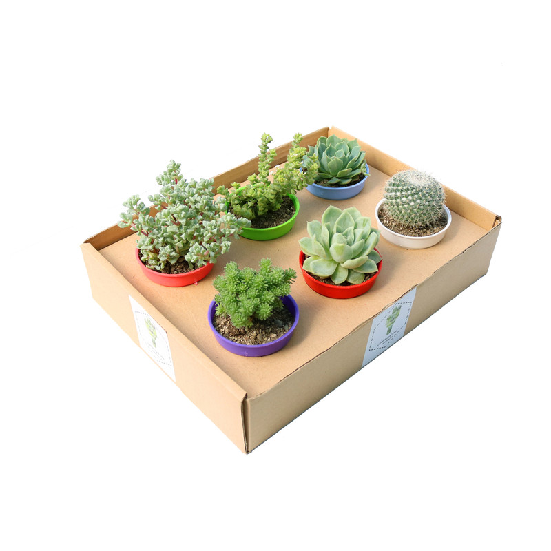 گیاه طبیعی کاکتوس و ساکولنت آیدین کاکتوس کد CB-017 مجموعه 6 عددی