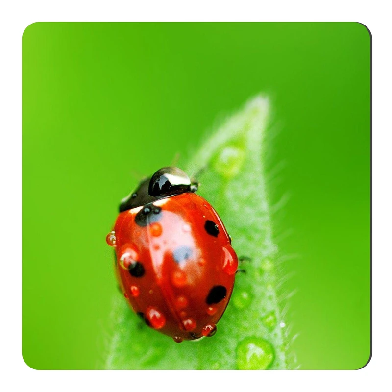 	 مگنت طرح کفشدوزک و شبنم کد NIM2064