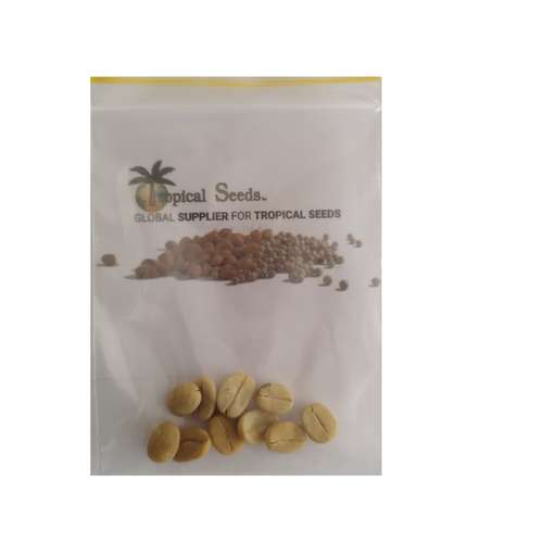 بذر قهوه عربیکا تروپیکال سیدز کد 3000 بسته 10 عددی