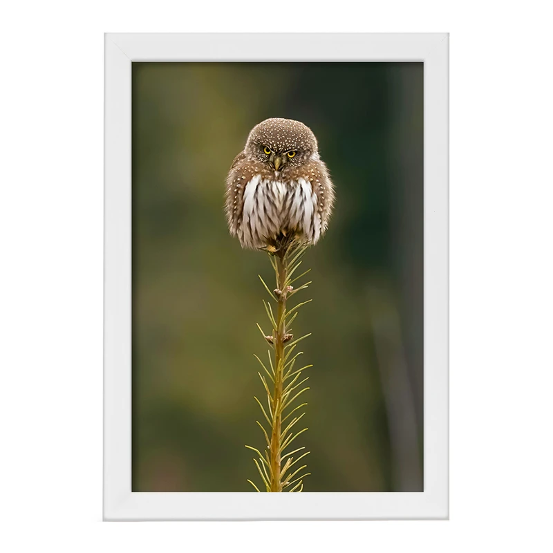 تابلو خندالو مدل جغد کد F8871