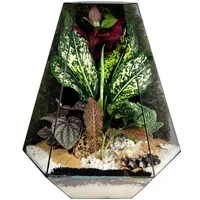 گیاه طبیعی تراریوم مدل 04