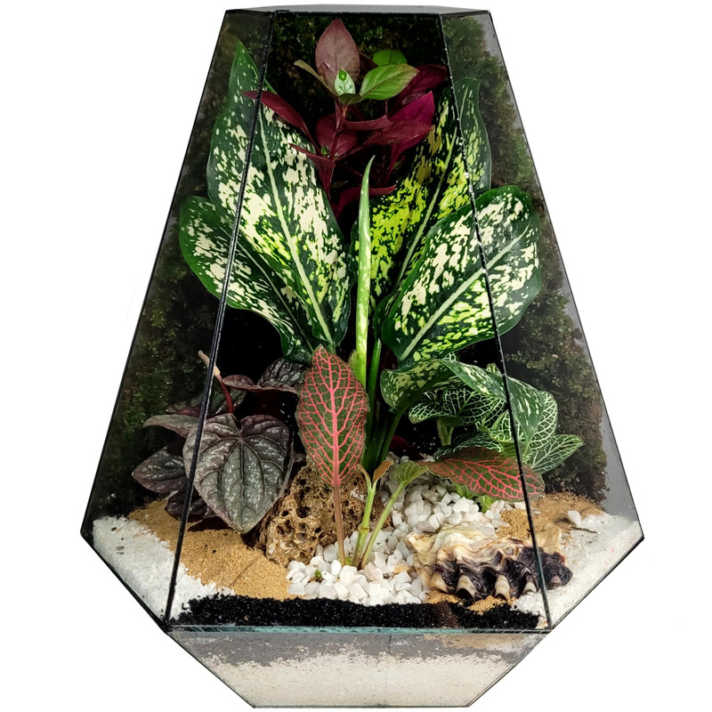 گیاه طبیعی تراریوم مدل 04