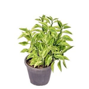 نقد و بررسی گل طبیعی پدیلانتوس مدل دالیدا توسط خریداران