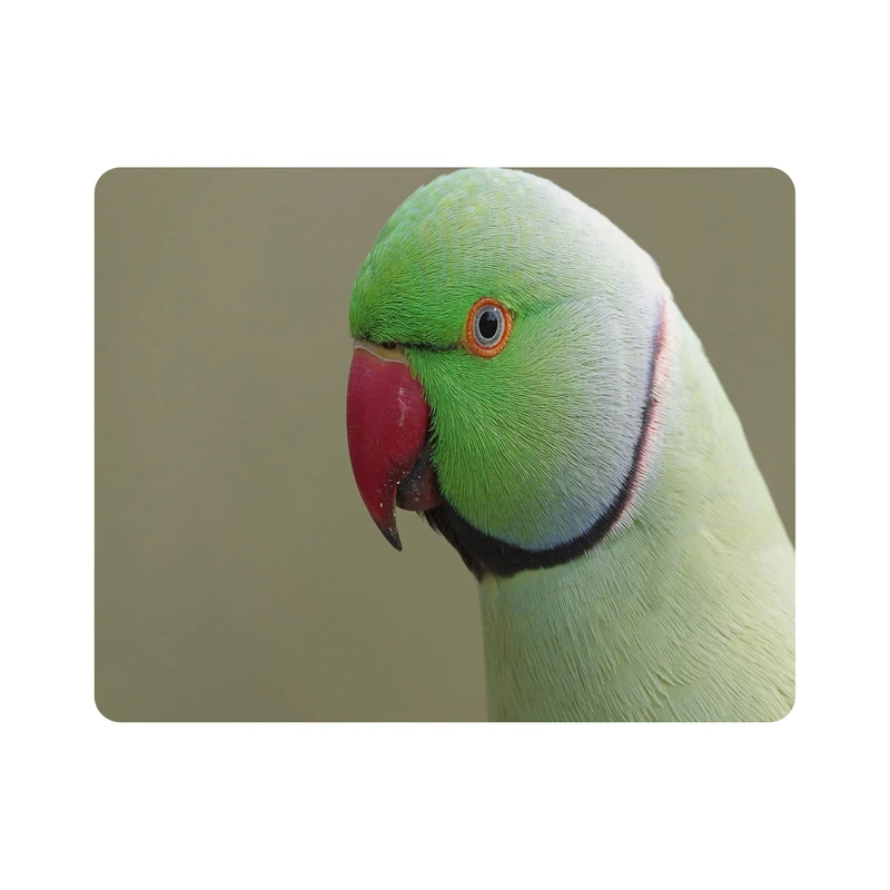 ماوس پد اطلس آبی طرح پرنده طوطی  مدل T7829