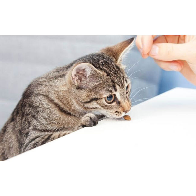 تشویقی گربه جیم کت مدل طعم پنیری وزن 60 گرم