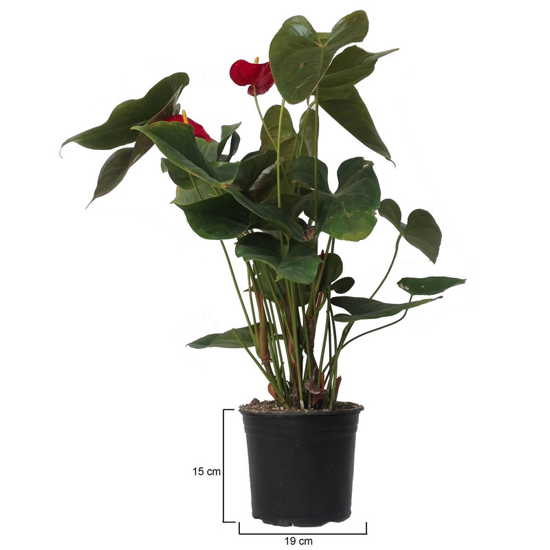 گل طبیعی انتریوم کد 106 گل طبیعی انتریوم کد 106