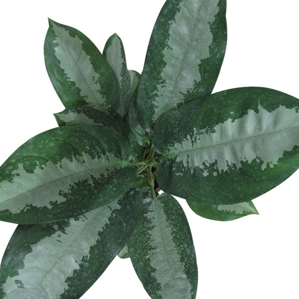 گیاه طبیعی آگلونما حبابی کد S - L01 گیاه طبیعی آگلونما حبابی کد S - L01