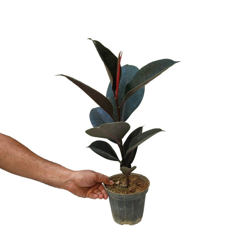 گیاه طبیعی فیکوس الاستیکا بلک مدل 03 گیاه طبیعی فیکوس الاستیکا بلک مدل 03