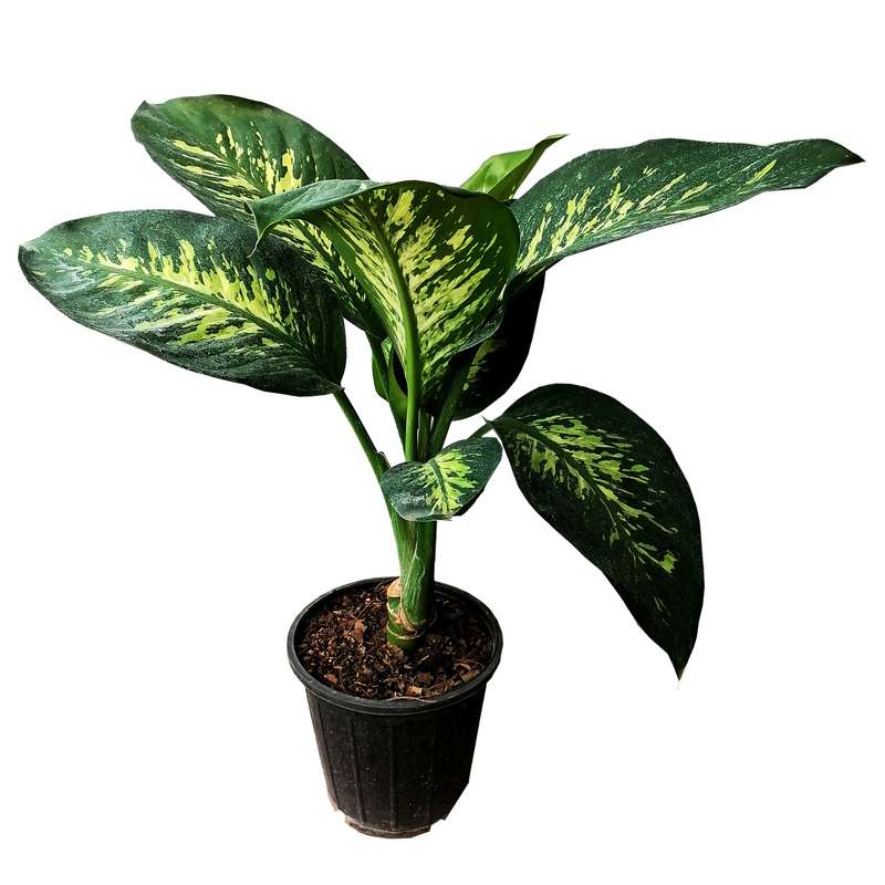 گیاه طبیعی دیفن باخیا کد HD11