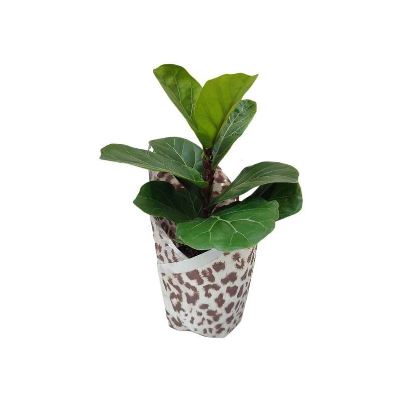 گیاه طبیعی فیکوس لیراتا مدل 014