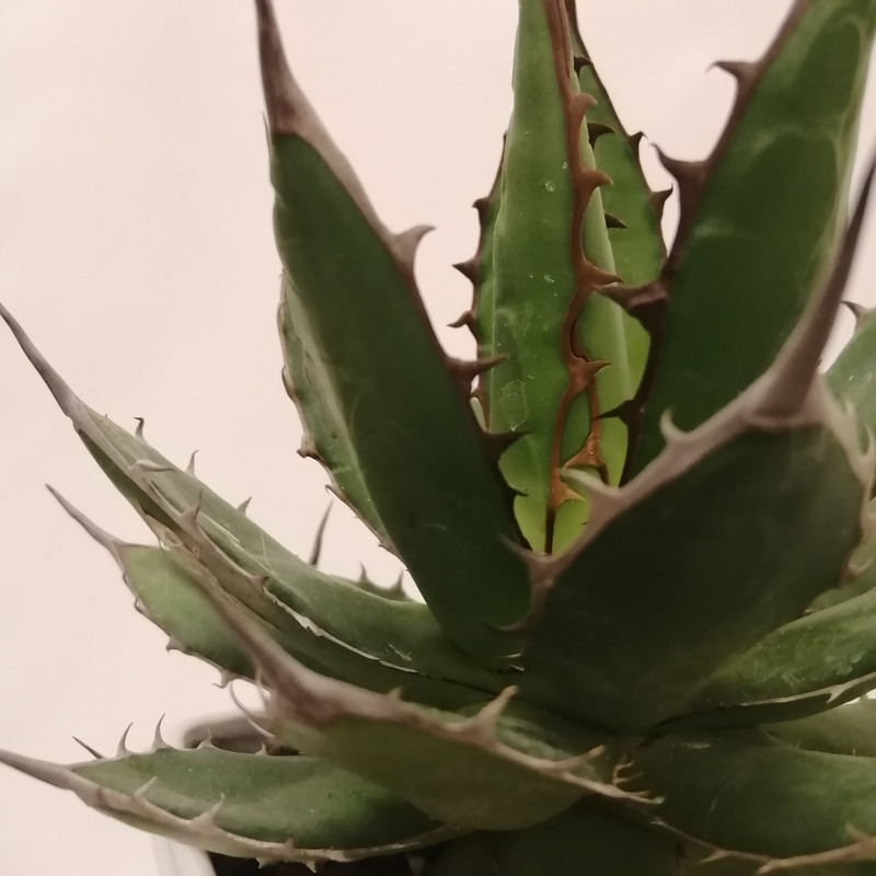 گیاه طبیعی ساکولنت آگاو کد pg_05