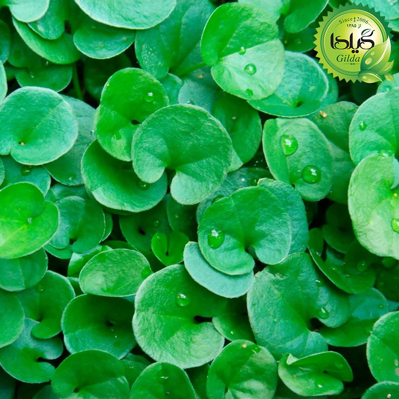 بذر شبدر زینتی گیلدا کد 127 بذر شبدر زینتی گیلدا کد 127