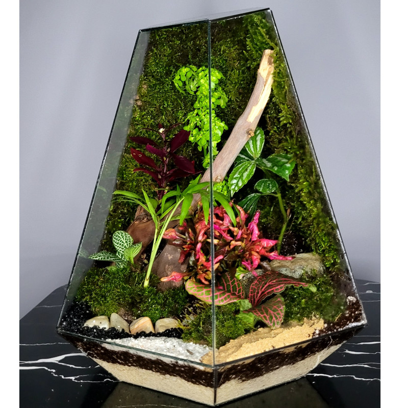 تراریوم ترارتوس مدل 04