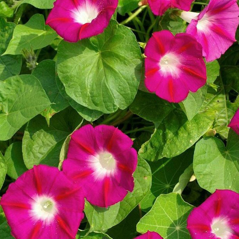 بذر گل نیلوفر الوان گیامیا مدل NF422