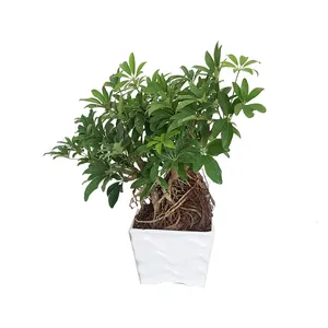 گیاه طبیعی بونسای شفلرا مدل پرریشه