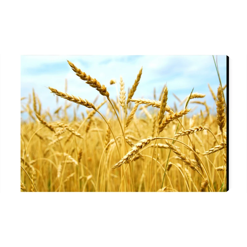 تابلو شاسی عرش مدل منظره زیبا گندم زار کد As2810