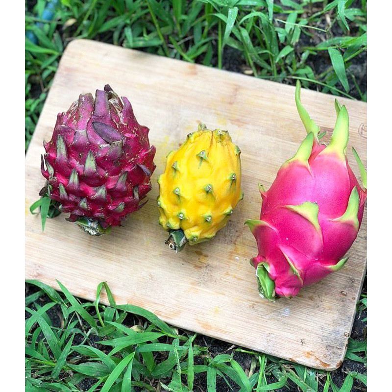 بذر میوه دراگون میکس وانیا سید مدل N132 بذر میوه دراگون میکس وانیا سید مدل N132