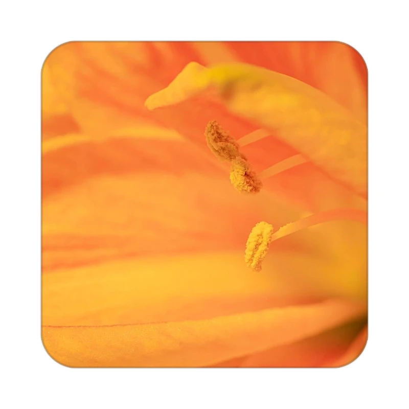 زیر لیوانی کاکتی طرح گل مدل mp18537