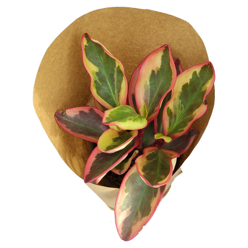 گیاه طبیعی قاشقی ابلق کد yt6 گیاه طبیعی قاشقی ابلق کد yt6