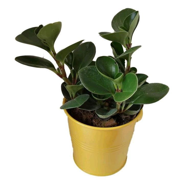 گیاه طبیعی قاشقی کد ef01 گیاه طبیعی قاشقی کد ef01