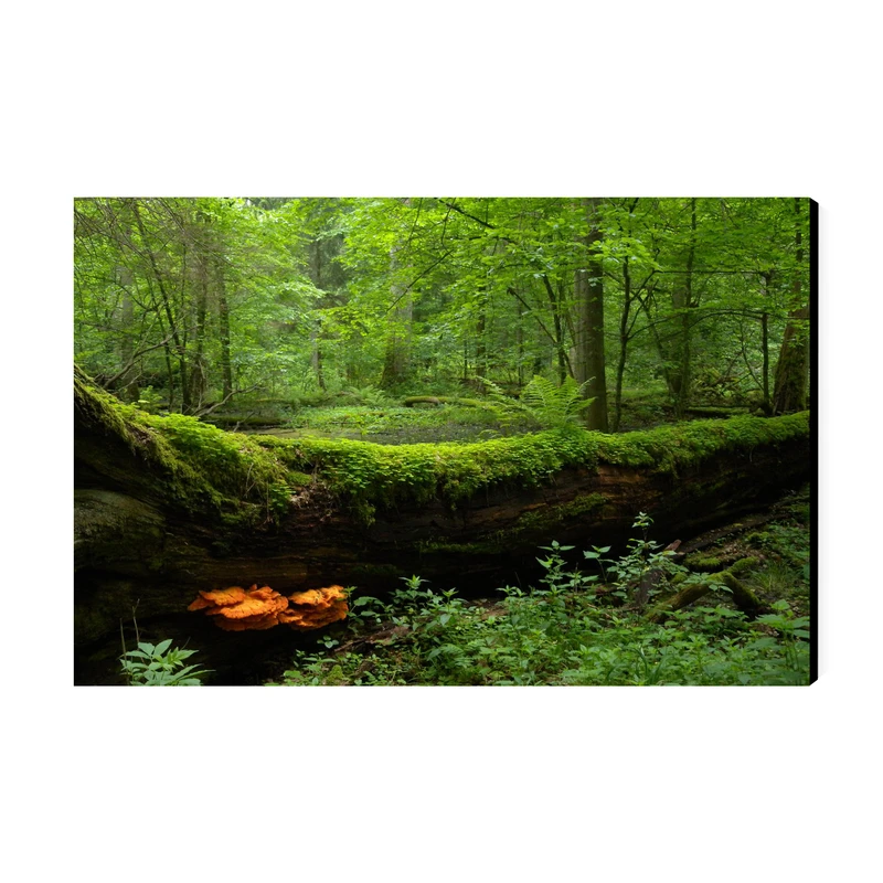 تابلو شاسی عرش طرح گردشگری لهستان مدل پارک ملی بیالوویزا کد As5820