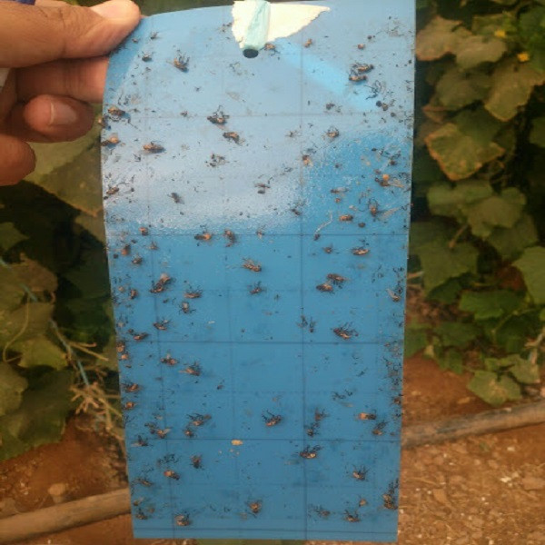 کارت آبی جذب کننده حشرات مدل YC7-B بسته 7 عددی