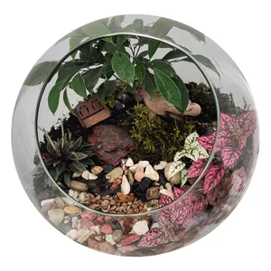 گیاه طبیعی تراریوم کد TRM-tngB