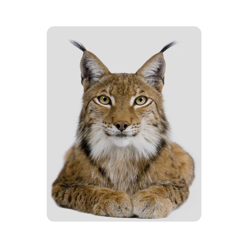 ماوس پد اطلس آبی طرح گربه وحشی مدل T2169