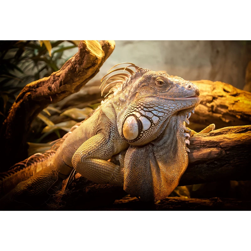 تابلو شاسی طرح آفتاب پرست مدل T1587