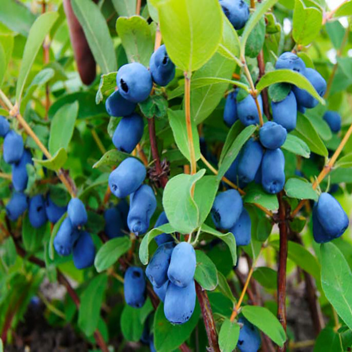 بذر میوه هانی بری وانیا سید مدل N74