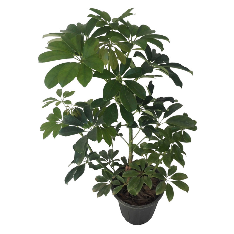 گل طبیعی شفلرا کد 109 گل طبیعی شفلرا کد 109