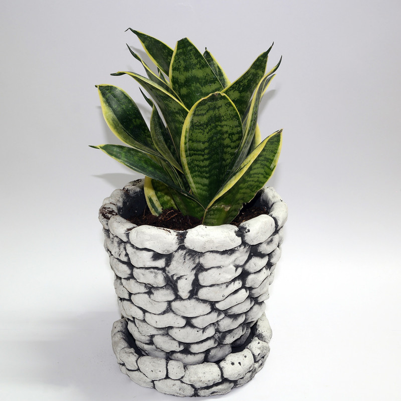 گیاه طبیعی سانسوریا ابلق کد F1