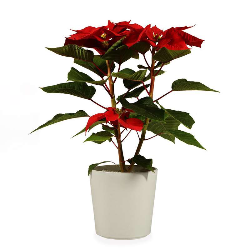 گیاه طبیعی بنت قنسول گلیتال مدل GTL103 گیاه طبیعی بنت قنسول گلیتال مدل GTL103