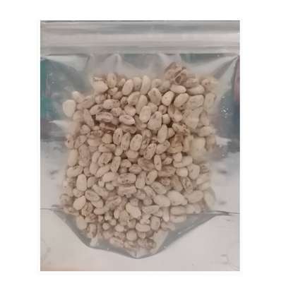 بذر قارچ دکمه ای را از کجا بخریم؟