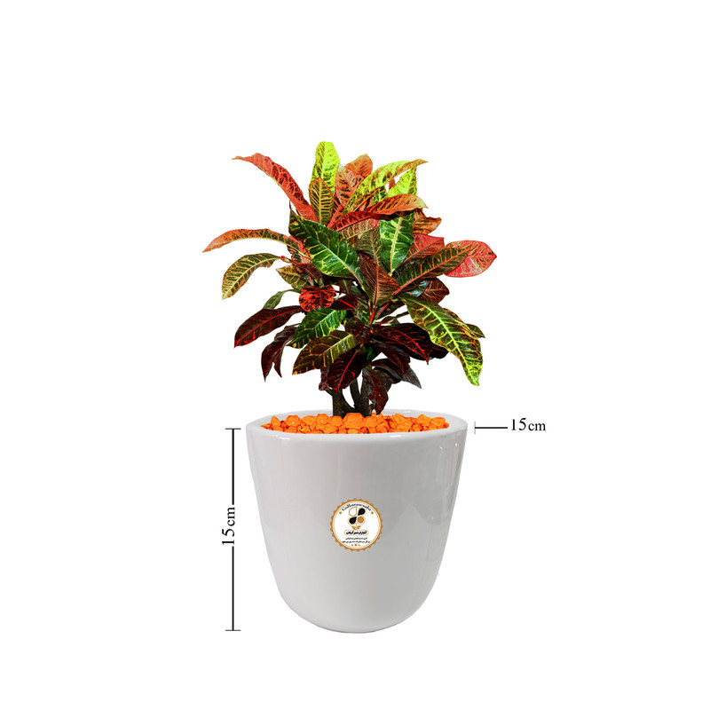 گیاه طبیعی كروتون رنگارنگ شرکت گلباران سبز گیلان مدل GN13-2CS گیاه طبیعی كروتون رنگارنگ شرکت گلباران سبز گیلان مدل GN13-2CS