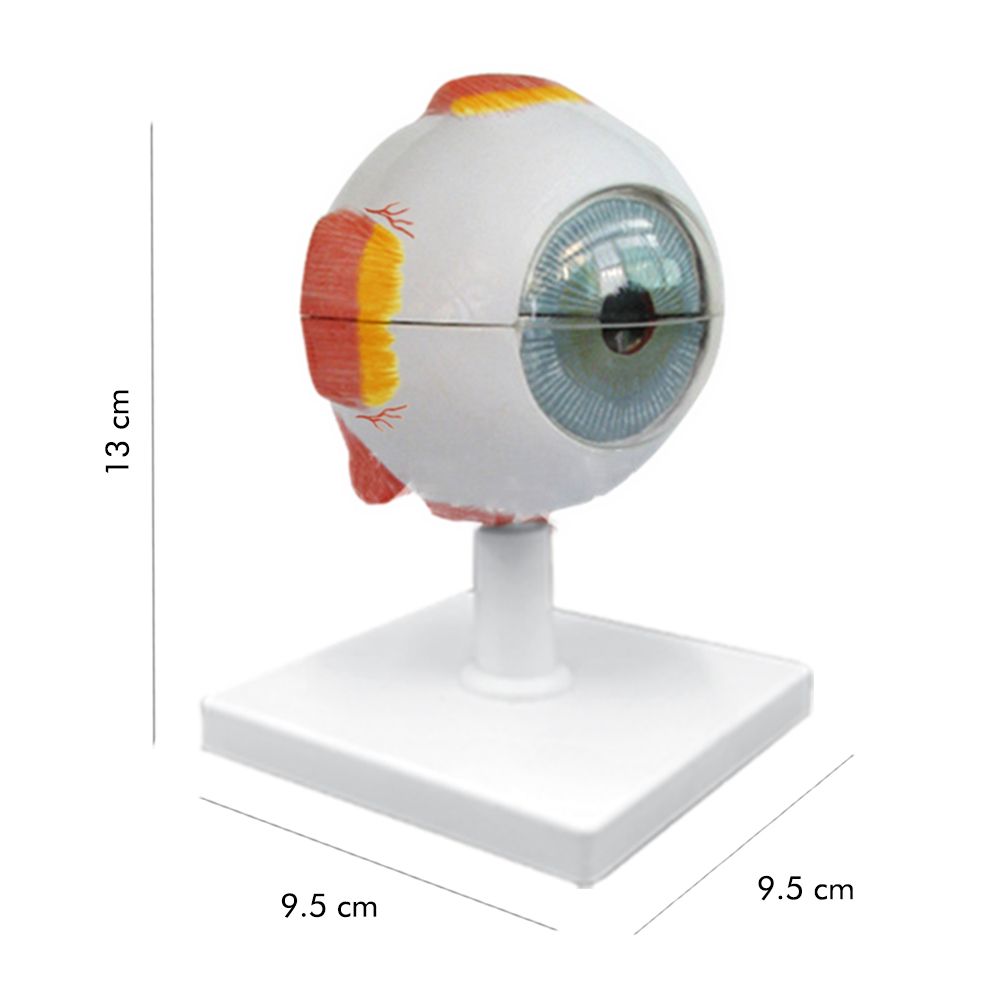 بازی آموزشی مولاژ آناتومی مدل کره چشم انسان -  - 2